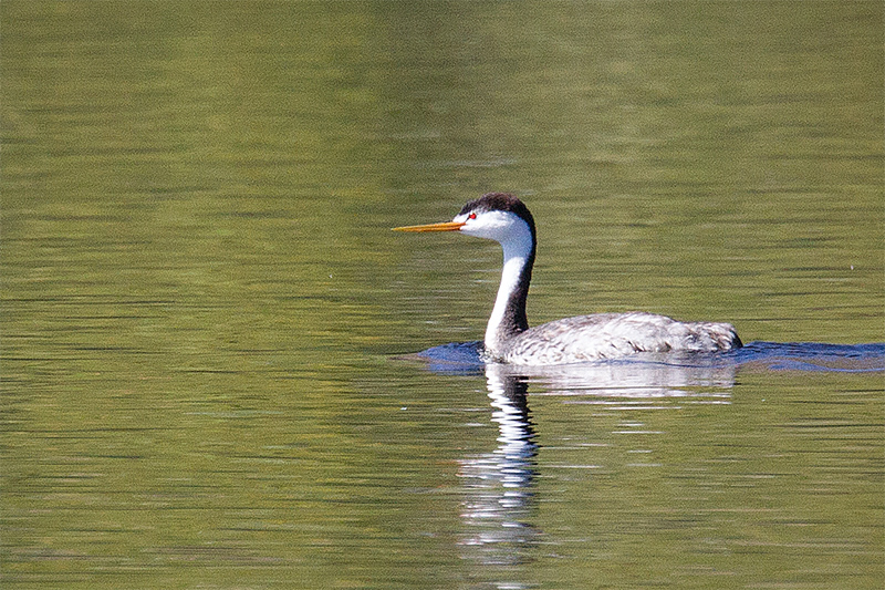 Clark's Grebe Picture @ Kiwifoto.com