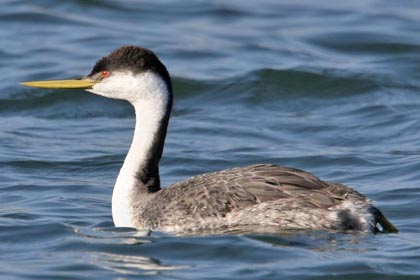 Clark's Grebe (Western x Clark's Grebe Hybrid)