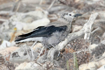 Clark's Nutcracker Photo @ Kiwifoto.com