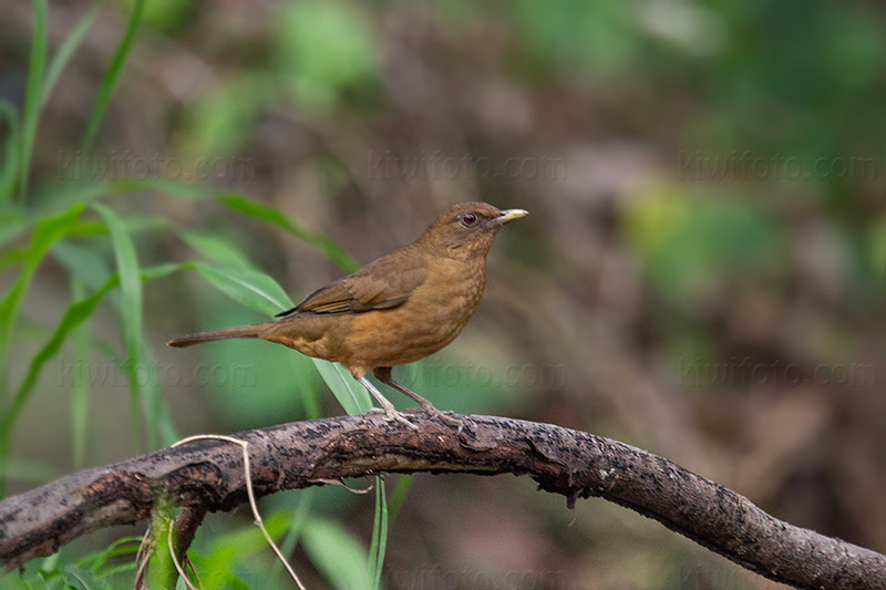 Clay-colored Thrush Photo @ Kiwifoto.com