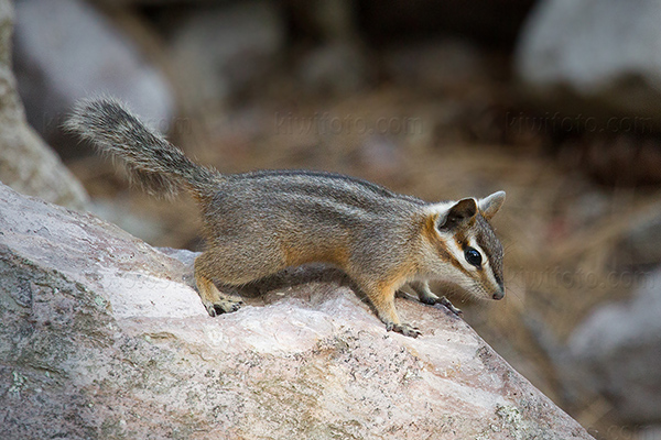 Cliff Chipmunk