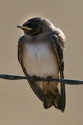 Cliff Swallow Image @ Kiwifoto.com