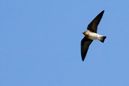 Cliff Swallow