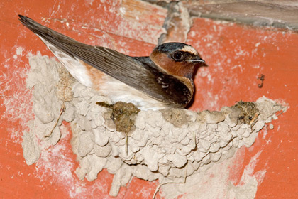 Cliff Swallow Image @ Kiwifoto.com