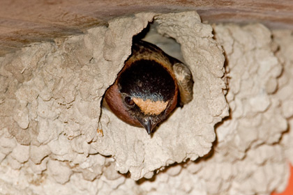 Cliff Swallow Image @ Kiwifoto.com