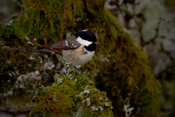 Coal Tit Image @ Kiwifoto.com