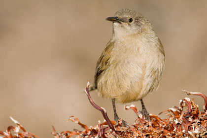 Cobb's Wren Picture @ Kiwifoto.com