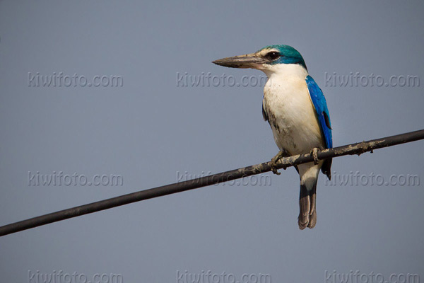 Collared Kingfisher Image @ Kiwifoto.com