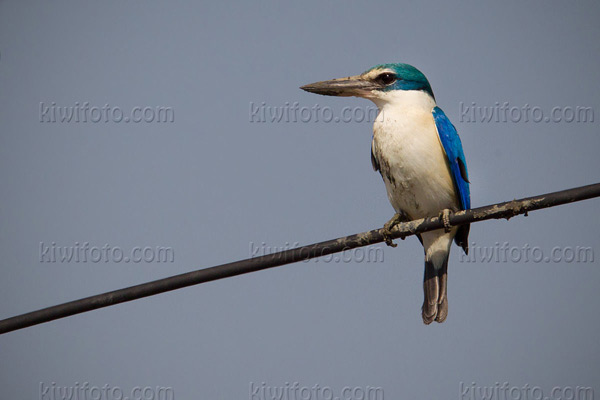 Collared Kingfisher