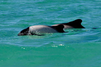 Commerson's  Dolphin Picture @ Kiwifoto.com