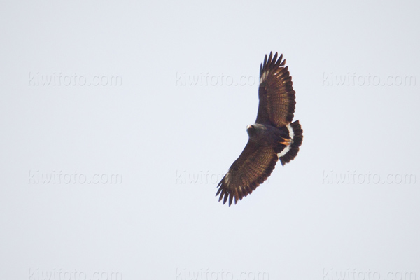 Common Black-Hawk Photo @ Kiwifoto.com