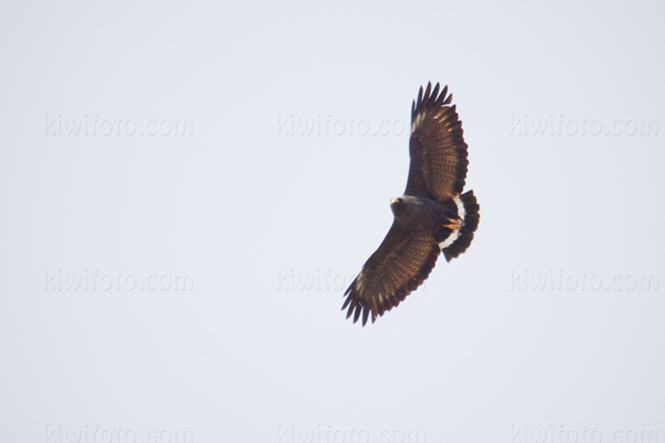 Common Black-Hawk