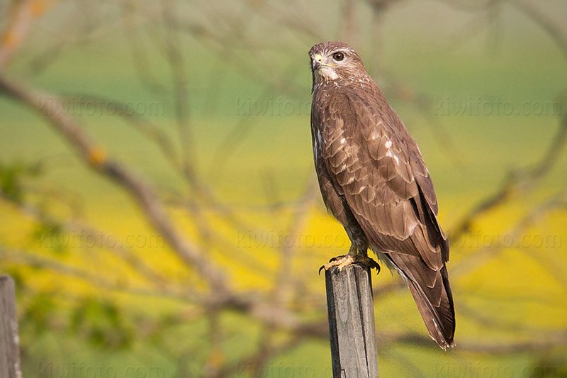 Common Buzzard Image @ Kiwifoto.com