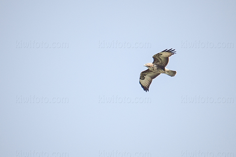 Common Buzzard Image @ Kiwifoto.com