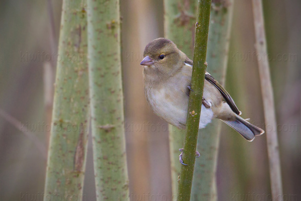 Common Chaffinch Picture @ Kiwifoto.com