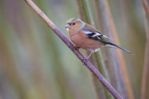 Common Chaffinch Image @ Kiwifoto.com