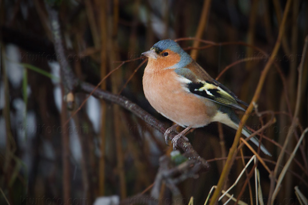 Common Chaffinch