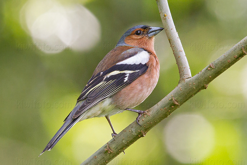 Common Chaffinch Photo @ Kiwifoto.com