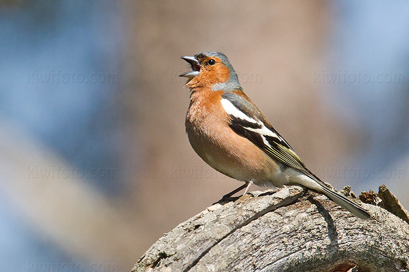 Common Chaffinch @ Alhagen, Stockholms län, Sweden Common Chaffinch @ Alhagen, Stockholms län, Sweden