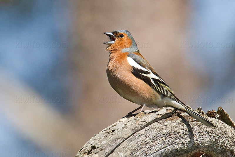 Common Chaffinch @ Alhagen, Stockholms län, Sweden