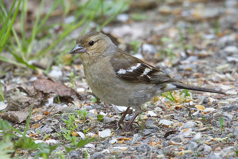 Common Chaffinch Image @ Kiwifoto.com