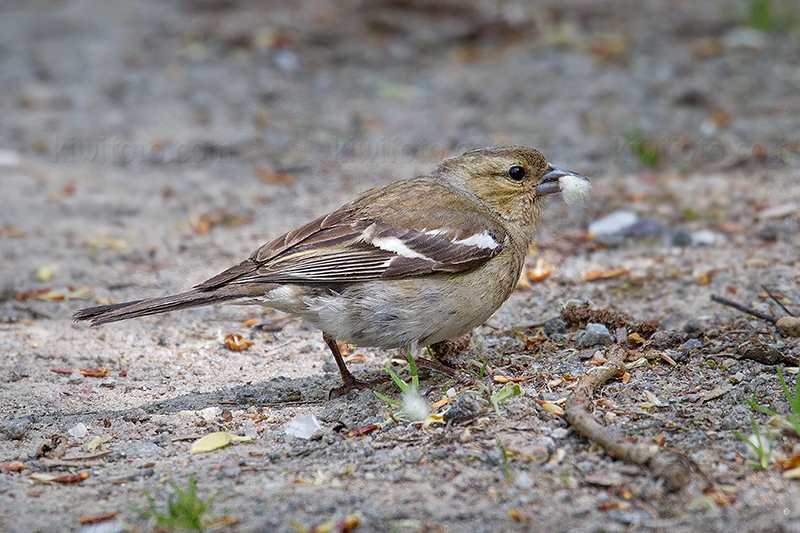 Common Chaffinch Image @ Kiwifoto.com