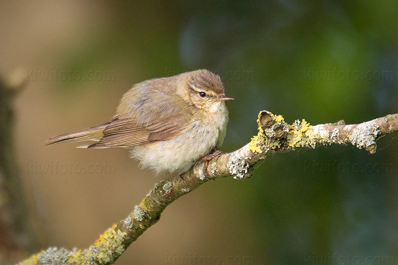 Common Chiffchaff @ Zouweboezem, Utrecht, Netherlands