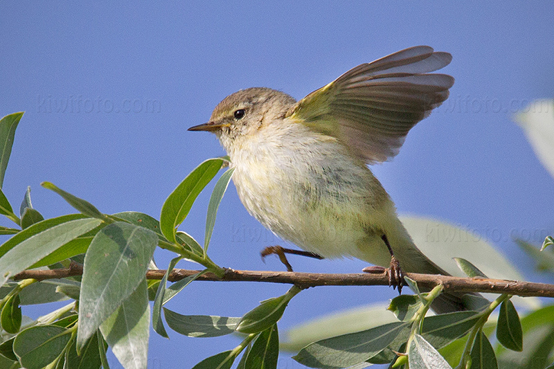Common Chiffchaff Image @ Kiwifoto.com