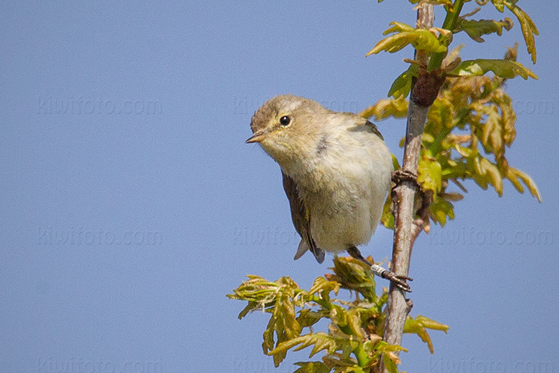 Common Chiffchaff Image @ Kiwifoto.com