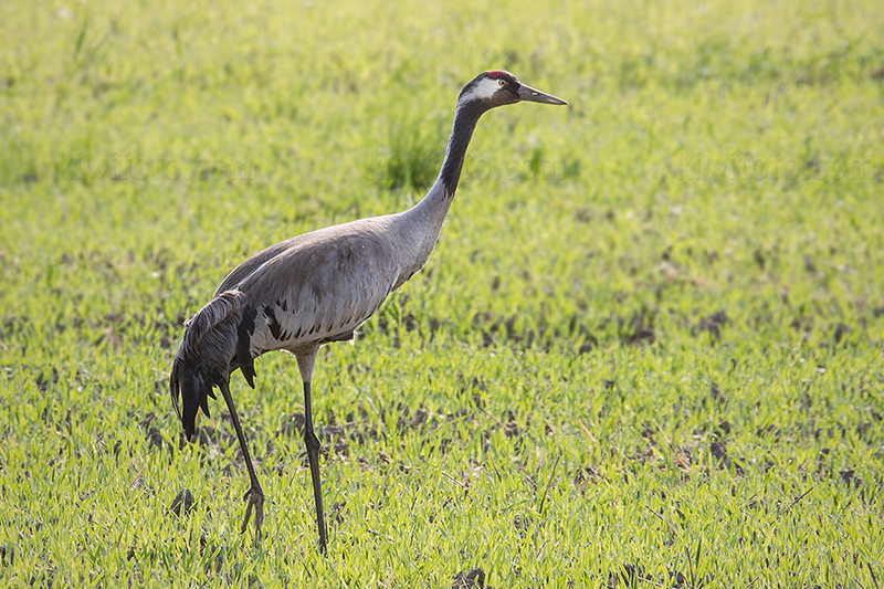 Common Crane @ Angarnssjöängens NR, Stockholms län, Sweden Common Crane @ Angarnssjöängens NR, Stockholms län, Sweden