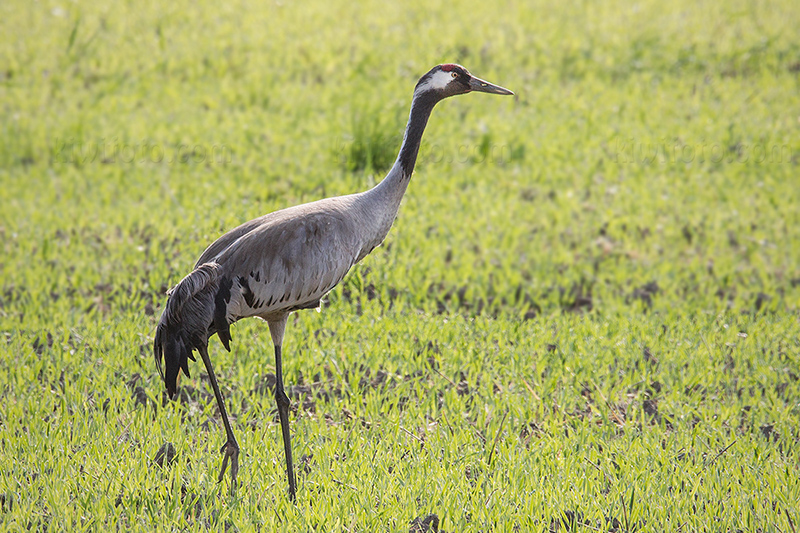 Common Crane @ Angarnssjöängens NR, Stockholms län, Sweden