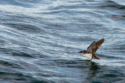 Common Diving-petrel