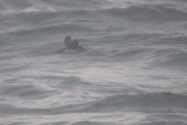 Common Diving-petrel (P. u. chathamensis)