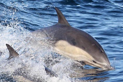 Common Dolphin Image @ Kiwifoto.com