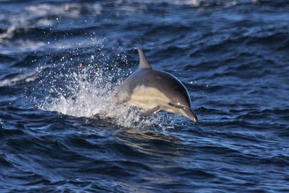 Common Dolphin Image @ Kiwifoto.com