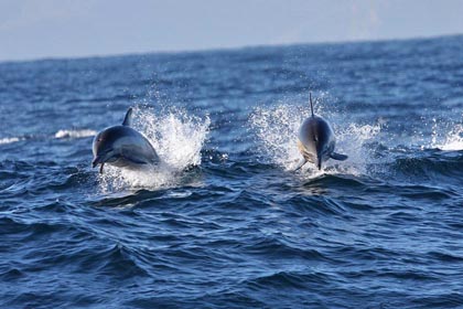 Common Dolphin Picture @ Kiwifoto.com