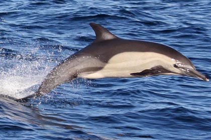 Common Dolphin Picture @ Kiwifoto.com