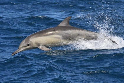 Common Dolphin Picture @ Kiwifoto.com