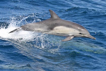 Common Dolphin Image @ Kiwifoto.com