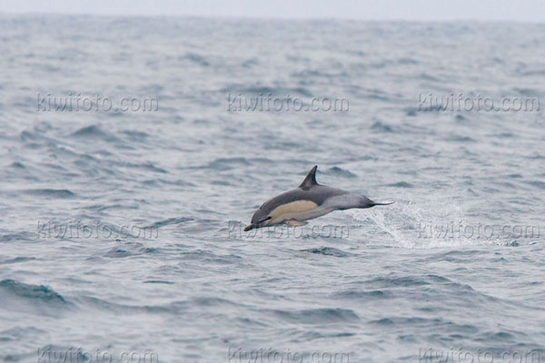 Common Dolphin Photo @ Kiwifoto.com