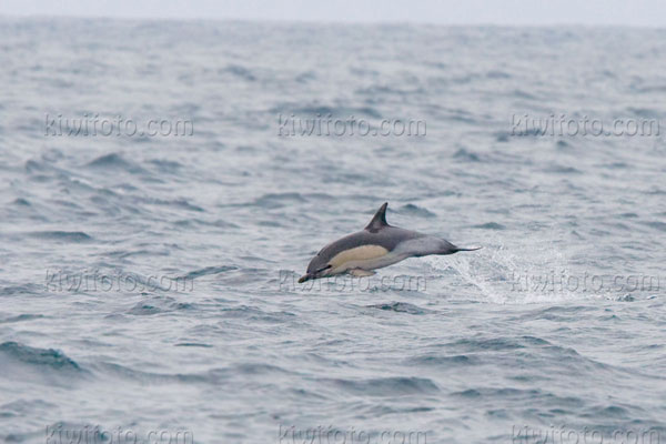 Common Dolphin Image @ Kiwifoto.com