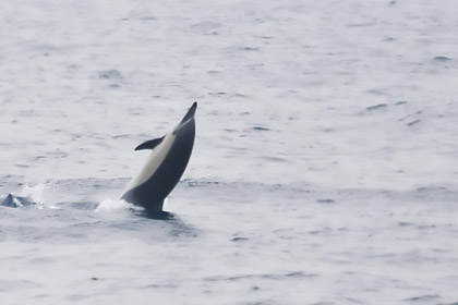 Common Dolphin Photo @ Kiwifoto.com