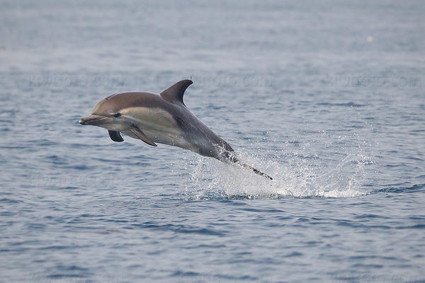 Common Dolphin Image @ Kiwifoto.com