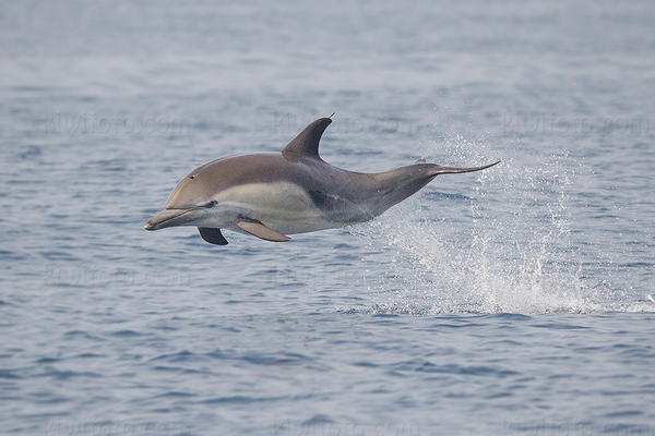 Common Dolphin Image @ Kiwifoto.com