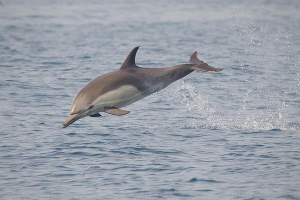 Common Dolphin Photo @ Kiwifoto.com