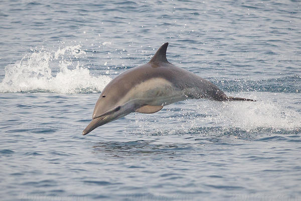 Common Dolphin Image @ Kiwifoto.com