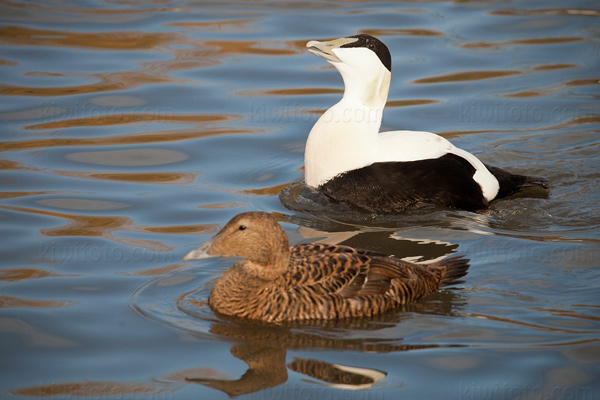 Common Eider Picture @ Kiwifoto.com