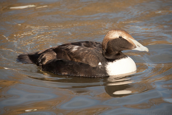 Common Eider (eclipse)