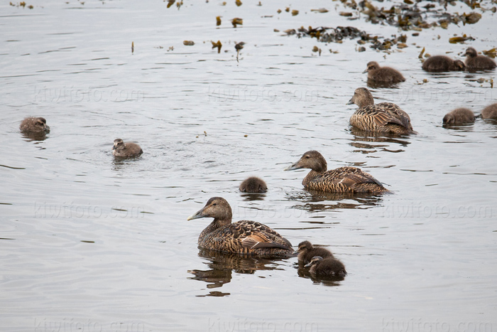 Common Eider Image @ Kiwifoto.com