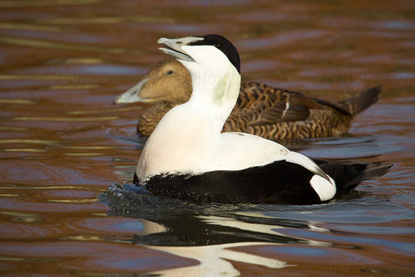 Common Eider Image @ Kiwifoto.com